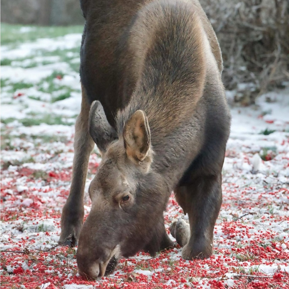 Meet your Posher, Annie